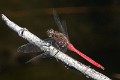 Orthetrum villosovittatum male-2092